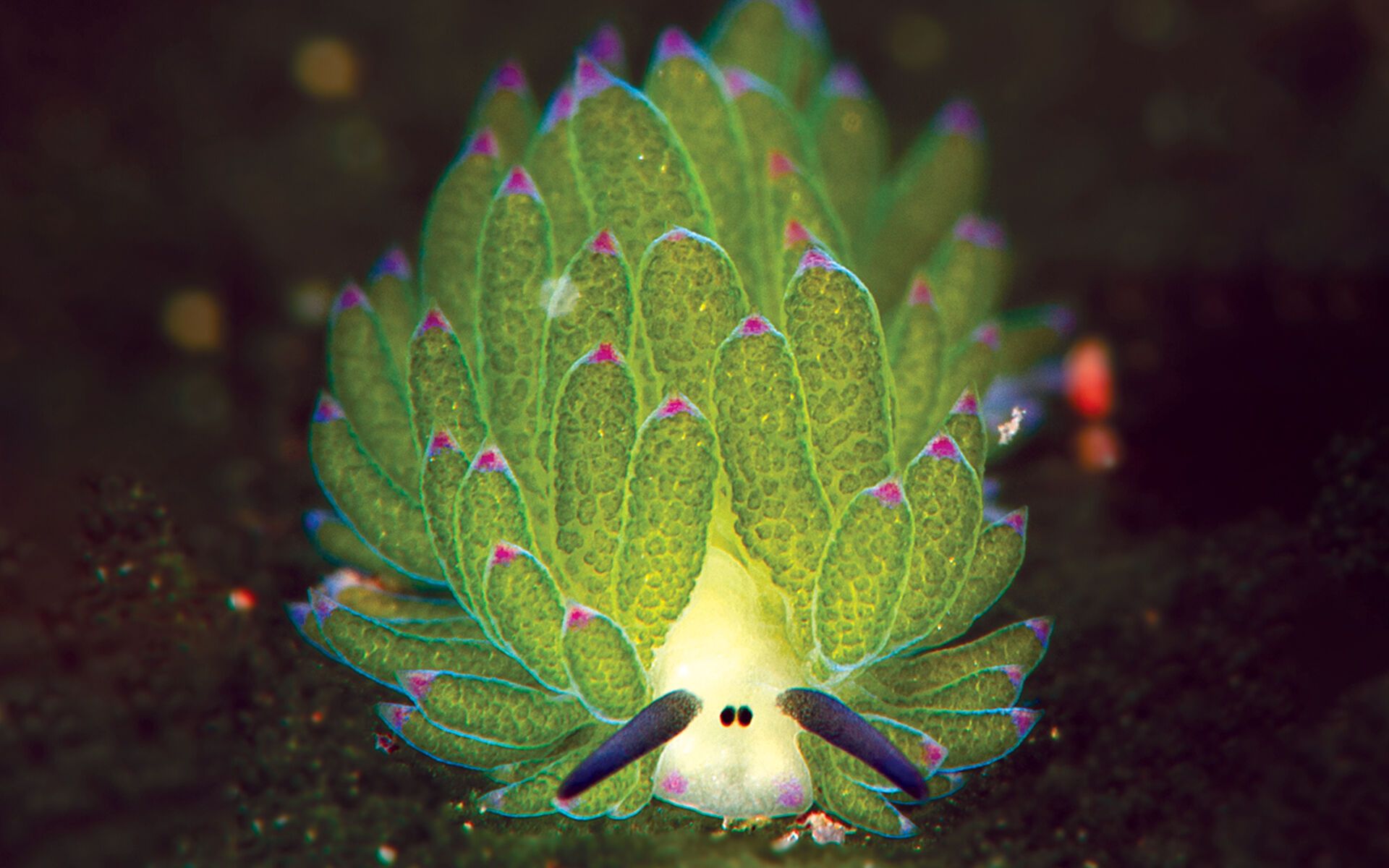 Sea Sheep: A Tiny Creature Fed by Light